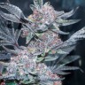 Auto Tropicana Cookies feminised Ganja Seeds
